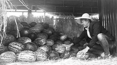 随州吃瓜群众事件视频最新,一场网络舆论的风暴与反思