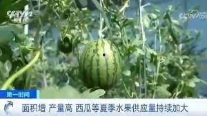 北冰洋吃瓜群众,吃瓜群众的冰雪奇缘