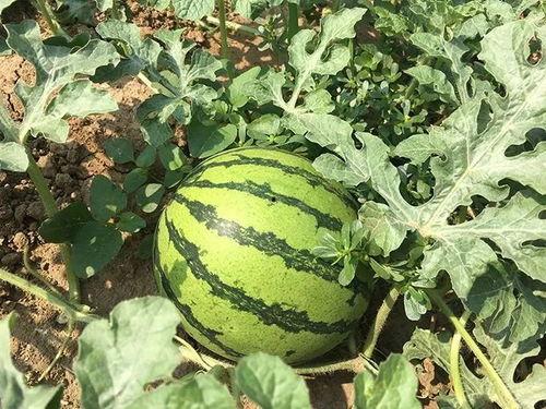 六零年代吃瓜群众,吃瓜群众的岁月记忆