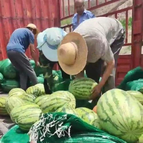 披荆斩棘吃瓜群众