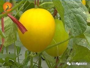 吃瓜群众零食水果,夏日消暑必备美食大盘点