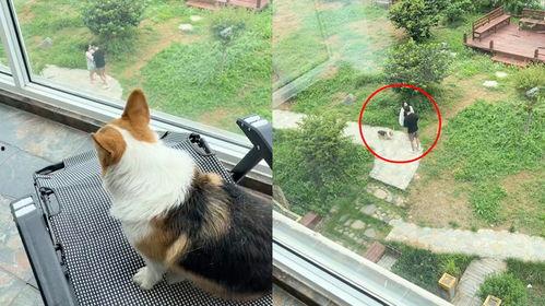 吃瓜群众秒变和风狗,一场身份转变的奇妙之旅