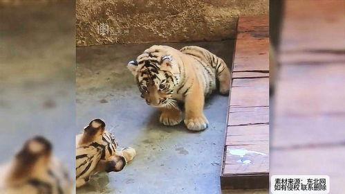 小老虎吃瓜群众是谁,揭秘网络红人的崛起之路