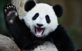 大熊猫看别人吵架吃瓜群众