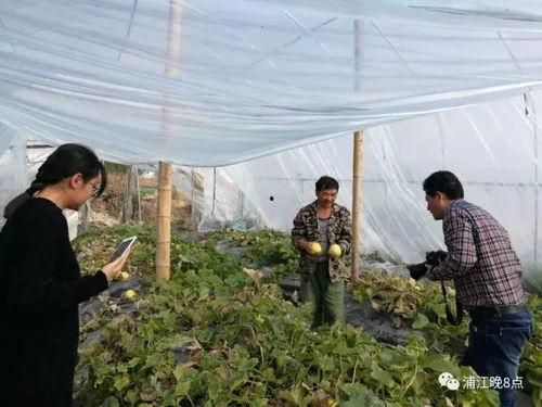 湘西吃瓜群众,揭秘湘西美食背后的故事