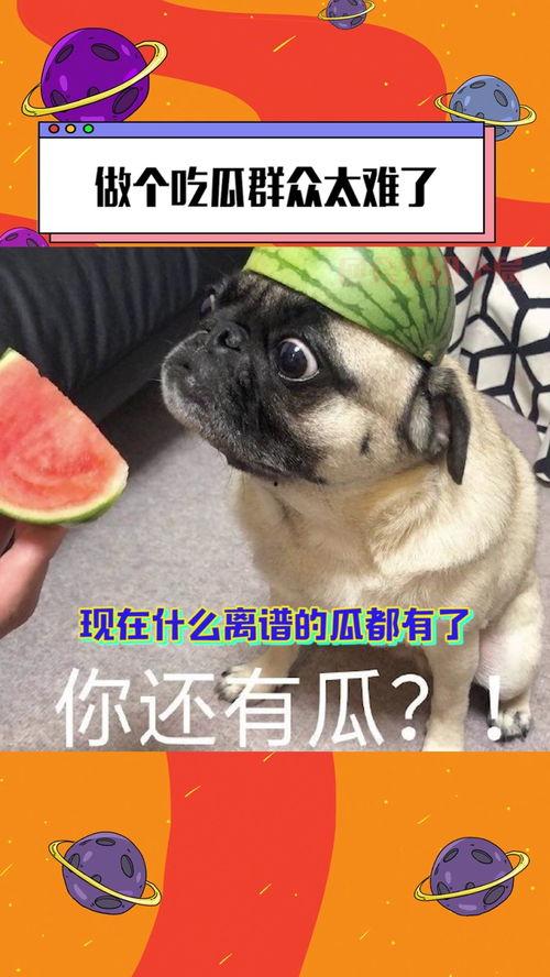 吃瓜群众太有才